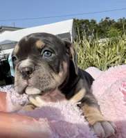 Puppy 🐶 , a female American Bully for sale in Hollywood, FL – 2 of 10
