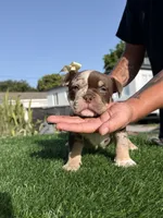 Puppy, a female American Bully for sale in Hollywood, FL – 1 of 10