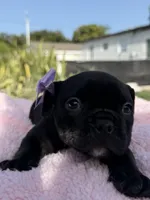 Mini, a female American Bully for sale in Hollywood, FL – 1 of 8