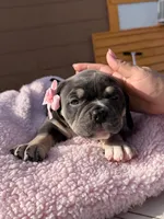 Grey, a female American Bully for sale in Hollywood, FL – 7 of 8