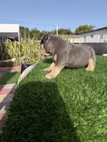American bully, a female American Bully for sale in Hollywood, FL – 5 of 10