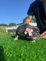 Grey, a female American Bully for sale in Hollywood, FL – 5 of 8