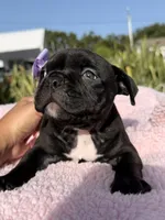 American bully, a female American Bully for sale in Hollywood, FL – 9 of 10