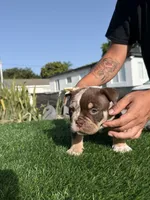 Puppy, a female American Bully for sale in Hollywood, FL – 2 of 10