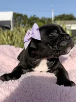 Mini, a female American Bully for sale in Hollywood, FL – 7 of 8