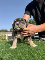 Puppi, a female American Bully for sale in Hollywood, FL – 5 of 9