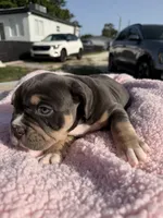 Grey, a female American Bully for sale in Hollywood, FL – 5 of 9