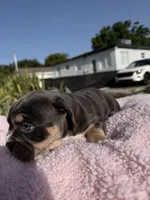 Grey, a female American Bully for sale in Hollywood, FL – 8 of 9