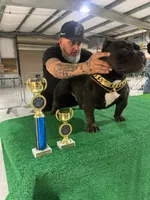 Puppy 🐶 , a female American Bully for sale in Hollywood, FL – 10 of 10