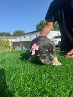 Grey, a female American Bully for sale in Hollywood, FL – 2 of 8