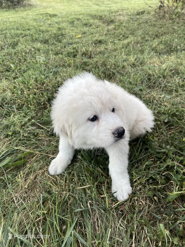 Girl 2 of 3 – Great Pyrenees puppy for sale in Cross Plains, IN
