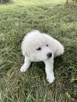 Girl 2 of 3, a female Great Pyrenees for sale in Cross Plains, IN – 1 of 5