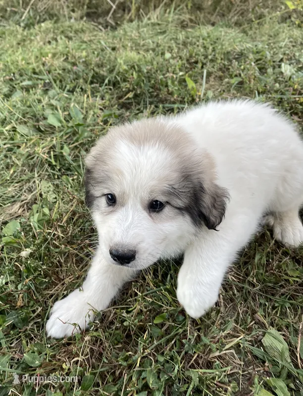 Girl 3 of 3  – Great Pyrenees puppy for sale in Cross Plains, IN