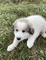 Girl 3 of 3 , a female Great Pyrenees for sale in Cross Plains, IN – 1 of 5
