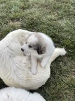 Girl 3 of 3 , a female Great Pyrenees for sale in Cross Plains, IN – 2 of 5