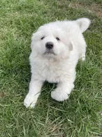 GP Girl #2, a female Great Pyrenees for sale in Cross Plains, IN – Photo 1 of 8