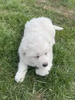 GP Girl #2, a female Great Pyrenees for sale in Cross Plains, IN – Photo 4 of 8