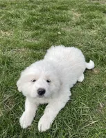 GP Girl #2, a female Great Pyrenees for sale in Cross Plains, IN – Photo 5 of 8