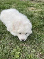 GP Girl #2, a female Great Pyrenees for sale in Cross Plains, IN – Photo 2 of 8