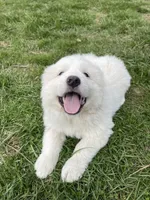 GP Girl #2, a female Great Pyrenees for sale in Cross Plains, IN – Photo 3 of 8