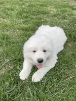 GP Girl #2, a female Great Pyrenees for sale in Cross Plains, IN – Photo 6 of 8