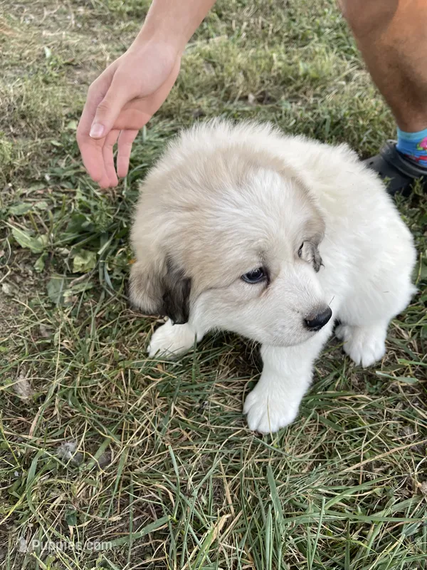 Girl 1 of 3 – Great Pyrenees puppy for sale in Cross Plains, IN