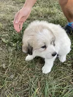 Girl 1 of 3, a female Great Pyrenees for sale in Cross Plains, IN – 1 of 5