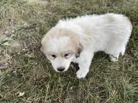Girl 1 of 3, a female Great Pyrenees for sale in Cross Plains, IN – 2 of 5