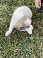 Girl 3 of 3 , a female Great Pyrenees for sale in Cross Plains, IN – 3 of 5