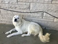Girl 3 of 3 , a female Great Pyrenees for sale in Cross Plains, IN – 5 of 5