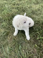 Girl 2 of 3, a female Great Pyrenees for sale in Cross Plains, IN – 3 of 5