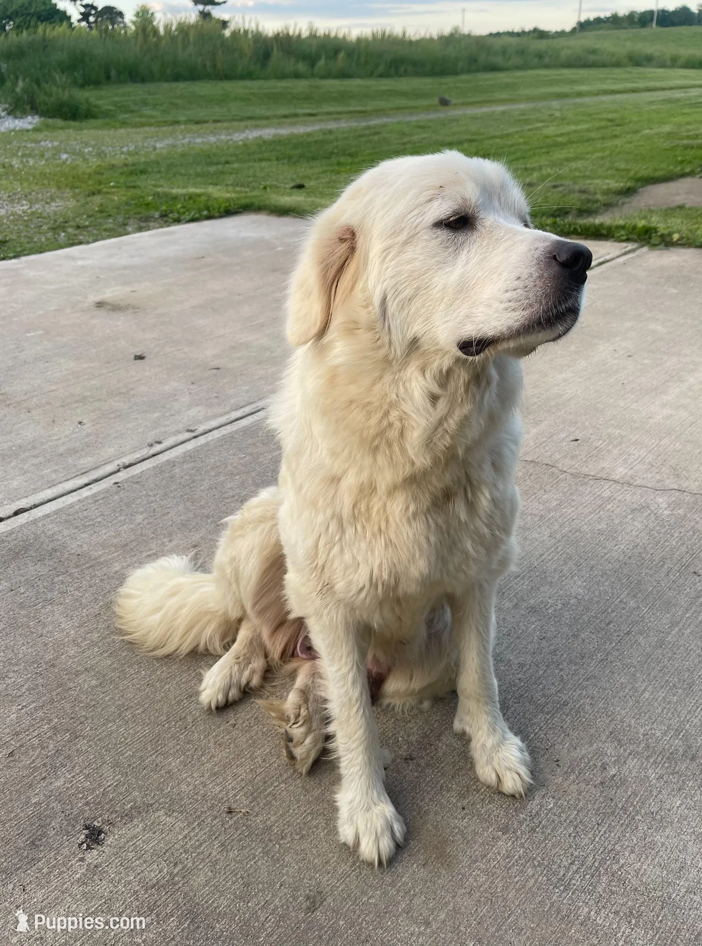 GP Boy#1, a male Great Pyrenees for sale in Cross Plains, IN – Photo 6 of 6