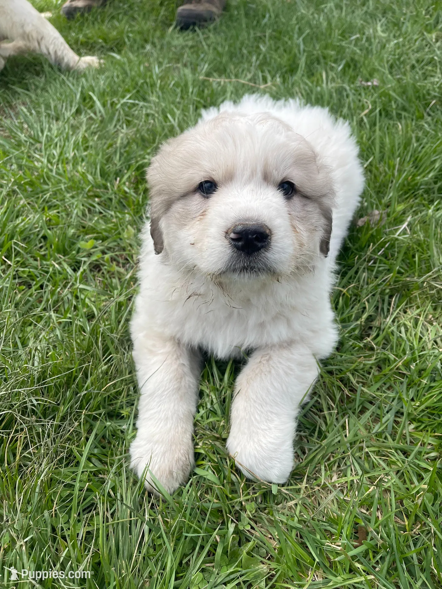 GP Boy#1 – Great Pyrenees puppy for sale in Cross Plains, IN