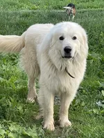 GP Girl # 3, a female Great Pyrenees for sale in Cross Plains, IN – Photo 7 of 8