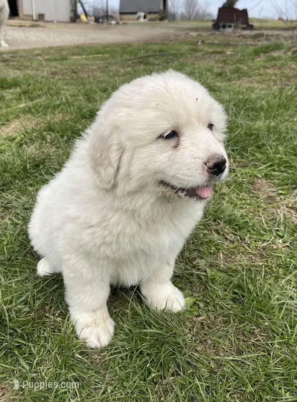 GP Girl # 3 – Great Pyrenees puppy for sale in Cross Plains, IN