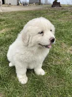 GP Girl # 3, a female Great Pyrenees for sale in Cross Plains, IN – Photo 1 of 8