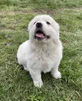 GP Girl # 3, a female Great Pyrenees for sale in Cross Plains, IN – Photo 6 of 8