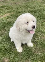 GP Girl # 3, a female Great Pyrenees for sale in Cross Plains, IN – Photo 3 of 8