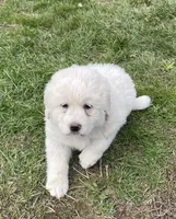 GP Girl # 3, a female Great Pyrenees for sale in Cross Plains, IN – Photo 4 of 8
