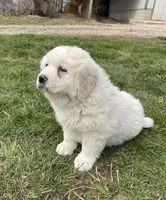 GP Girl # 3, a female Great Pyrenees for sale in Cross Plains, IN – Photo 2 of 8