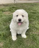 GP Girl # 3, a female Great Pyrenees for sale in Cross Plains, IN – Photo 5 of 8