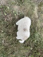 Girl 1 of 3, a female Great Pyrenees for sale in Cross Plains, IN – 3 of 5