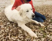 Girl 3 of 3 , a female Great Pyrenees for sale in Cross Plains, IN – 4 of 5
