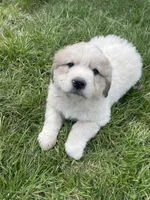 GP Boy#1, a male Great Pyrenees for sale in Cross Plains, IN – Photo 4 of 6
