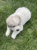 GP Boy#1, a male Great Pyrenees for sale in Cross Plains, IN – Photo 2 of 6