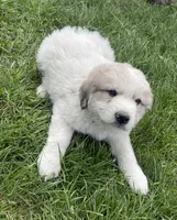 GP Boy#1, a male Great Pyrenees for sale in Cross Plains, IN – Photo 3 of 6