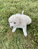 Girl 2 of 3, a female Great Pyrenees for sale in Cross Plains, IN – 2 of 5