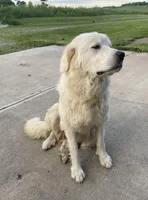 GP Girl #1 , a female Great Pyrenees for sale in Cross Plains, IN – Photo 6 of 6
