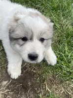 GP Girl #1 , a female Great Pyrenees for sale in Cross Plains, IN – Photo 2 of 6