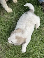 GP Girl #1 , a female Great Pyrenees for sale in Cross Plains, IN – Photo 3 of 6